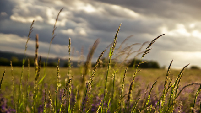 Grass flowers clouds sunbeam mountains free wallpaper for desktop - medium preview image