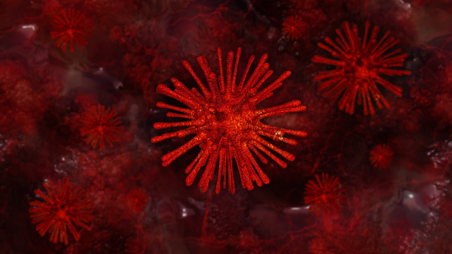 Red flower black background autumn free wallpaper for desktop - medium preview image