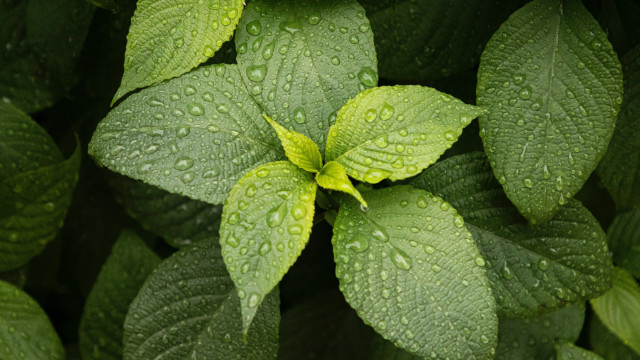 Green plant water droplets macro #23 free wallpaper for desktop - medium preview image