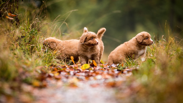 Puppies field grass leaves autumn free wallpaper for desktop - medium preview image