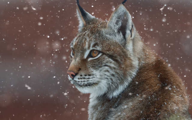Lynx snow fur starry night free wallpaper for desktop - medium preview image
