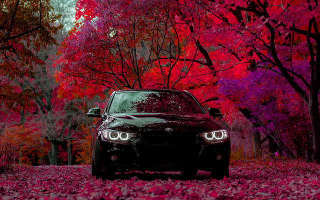 Autumn leaves car park forested free wallpaper for desktop - medium preview image