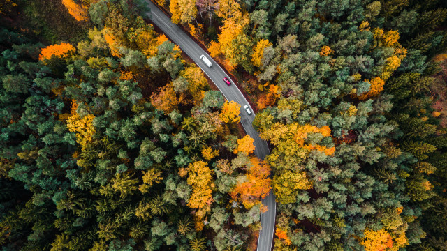 Autumn forest road aerial view free wallpaper for desktop - medium preview image