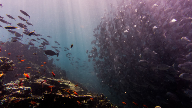 Large fish reef underwater night free wallpaper for desktop - medium preview image