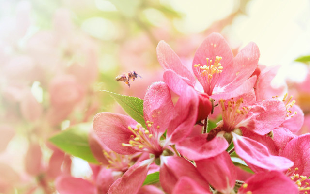 Bee pinkflowers macro blurry background free wallpaper for desktop - medium preview image