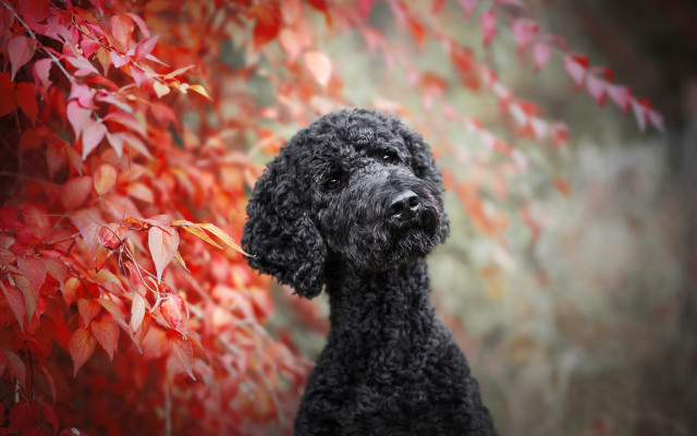 Black poodle red tree autumn free wallpaper for desktop - medium preview image