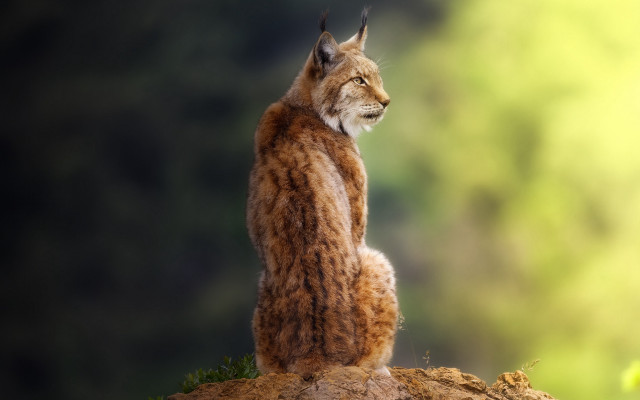 Lynx rock outdoor digital naturalism free wallpaper for desktop - medium preview image