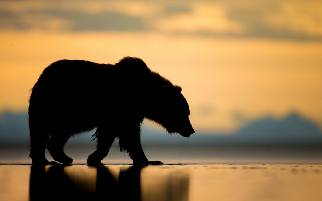 Bear sunset reflection beach cloudy free wallpaper for desktop - medium preview image