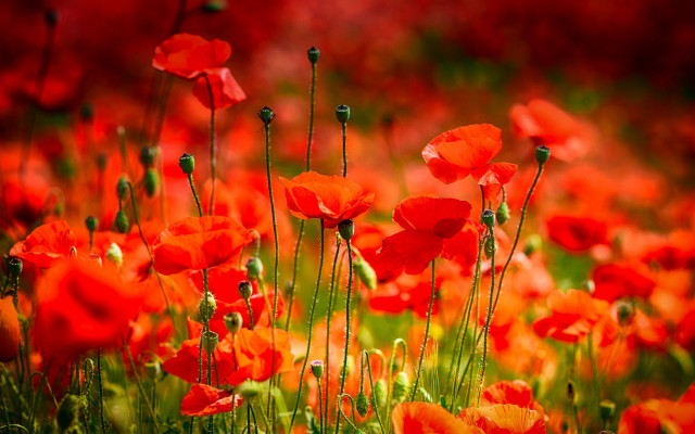 Red flower field red sky free wallpaper for desktop - medium preview image