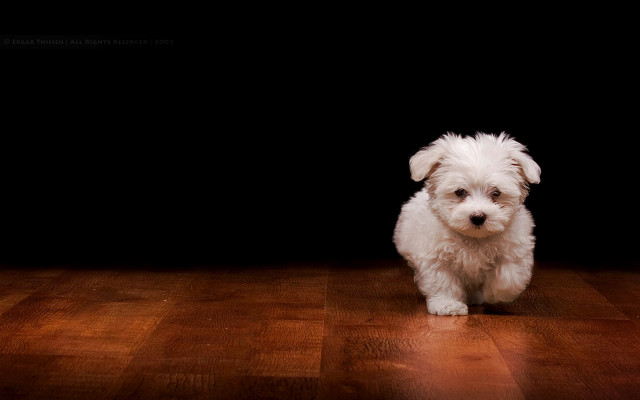 Small white dog wooden floor #2 free wallpaper for desktop - medium preview image