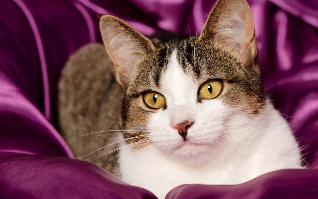 Black cat purple blanket serious free wallpaper for desktop - medium preview image