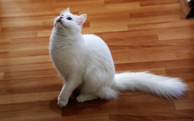 White cat wood floor upward free wallpaper for desktop - medium preview image