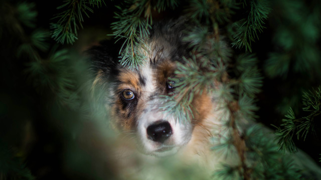 Dog peeking behind branch nose free wallpaper for desktop - medium preview image