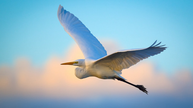 White bird flying blue sky #3 free wallpaper for desktop - medium preview image
