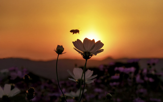 Bee sunset field flower macro free wallpaper for desktop - medium preview image