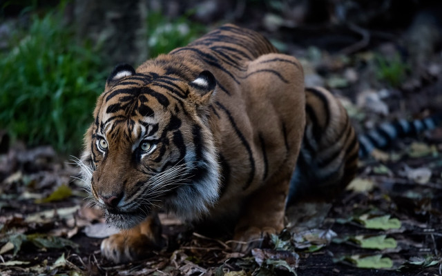 Tiger forest leaves grass closed free wallpaper for desktop - medium preview image