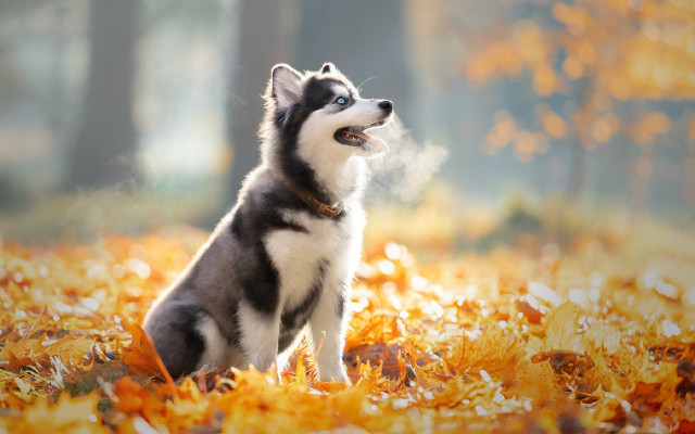 Husky autumn leaves sky smile free wallpaper for desktop - medium preview image