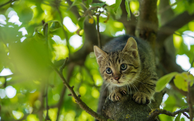 Kitten branch curious nature blurry free wallpaper for desktop - medium preview image