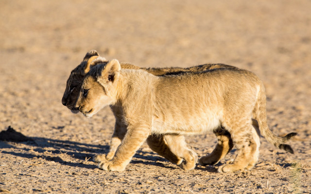 Lion cub dirt field sunlight free wallpaper for desktop - medium preview image