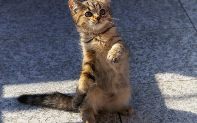 Cat standing arabesque heroic pose free wallpaper for desktop - medium preview image