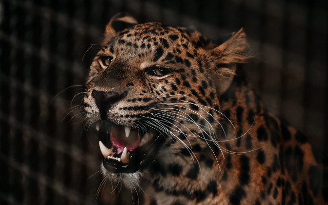 Leopard open mouth sharp teeth #2 free wallpaper for desktop - medium preview image