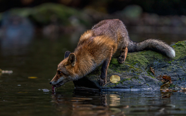 Fox drinking water pond rocks free wallpaper for desktop - medium preview image