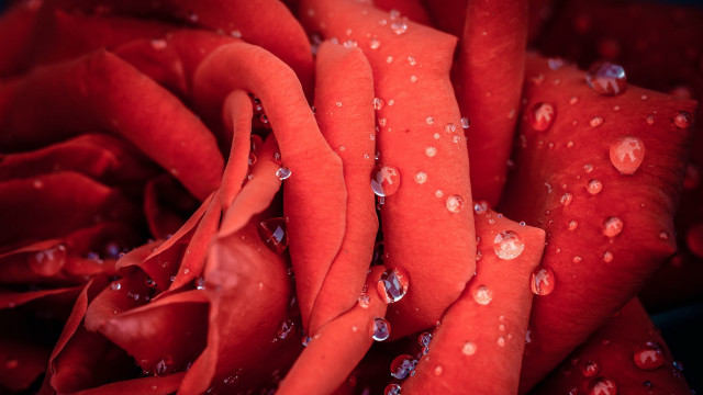 Red rose water droplets macro #56 free wallpaper for desktop - medium preview image