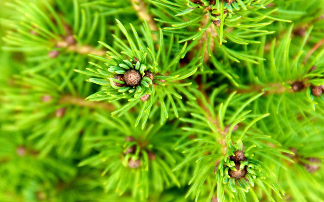 Pine needles cones green background free wallpaper for desktop - medium preview image