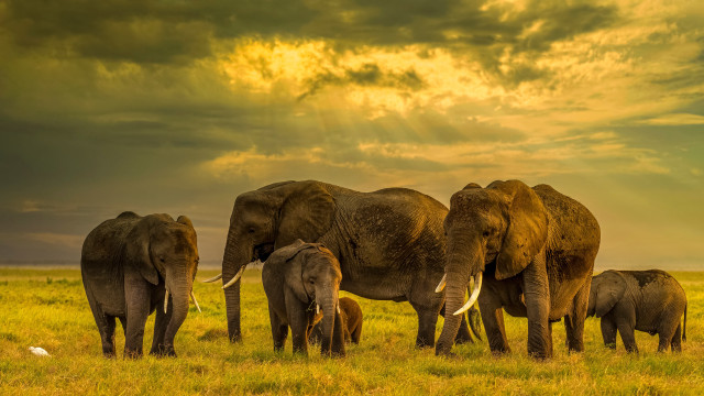 Elephants field clouds birds sunset free wallpaper for desktop - medium preview image