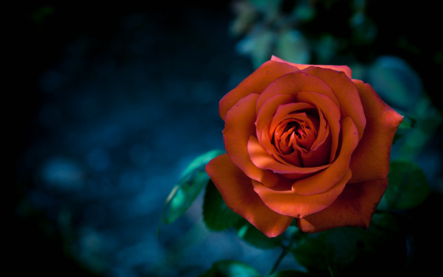 Orange rose blurry background gothic #2 free wallpaper for desktop - medium preview image
