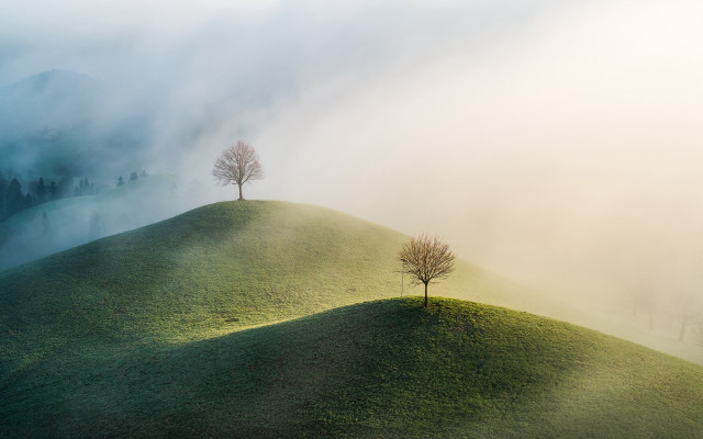 Grassy hill two trees foggy free wallpaper for desktop - medium preview image