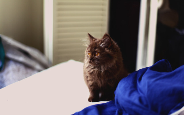 Cat blue blanket bronze sculpture free wallpaper for desktop - medium preview image