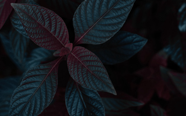 Leafy plant red green blurry free wallpaper for desktop - medium preview image