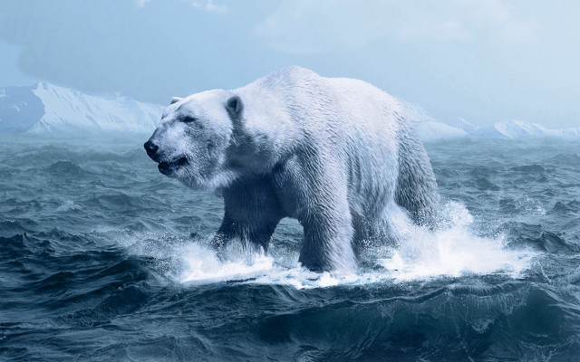 Polar bear ocean mountains ecological free wallpaper for desktop - medium preview image