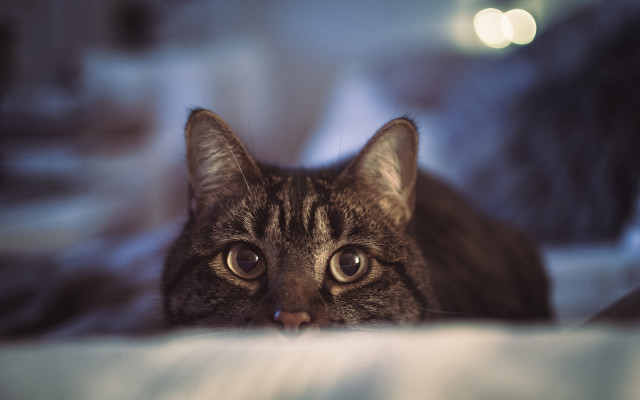 Cat surprised eyes blurry background free wallpaper for desktop - medium preview image