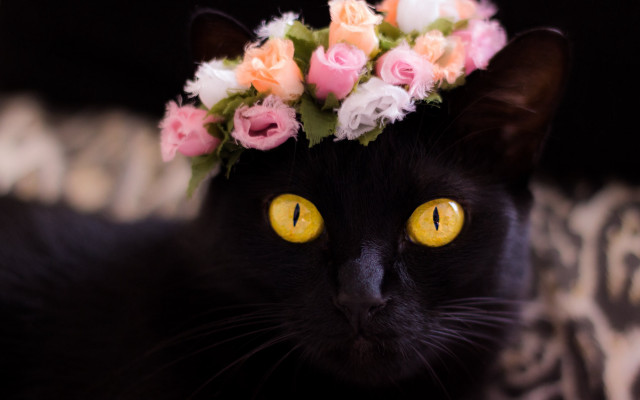 Black cat flower crown leopard free wallpaper for desktop - medium preview image