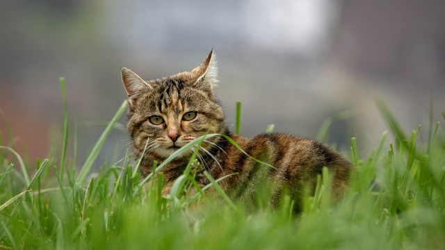 Cat laying grass sad look free wallpaper for desktop - medium preview image