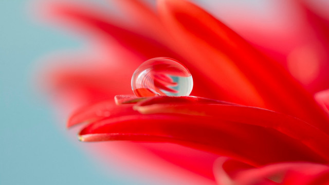 Flower waterdrop blue sky macro free wallpaper for desktop - medium preview image