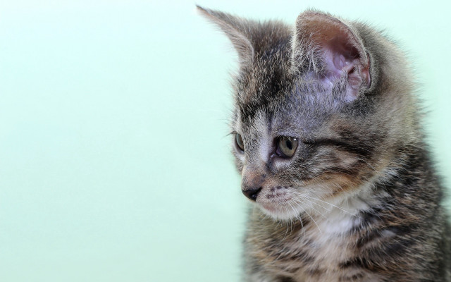 Cute kitten blue background realistic free wallpaper for desktop - medium preview image