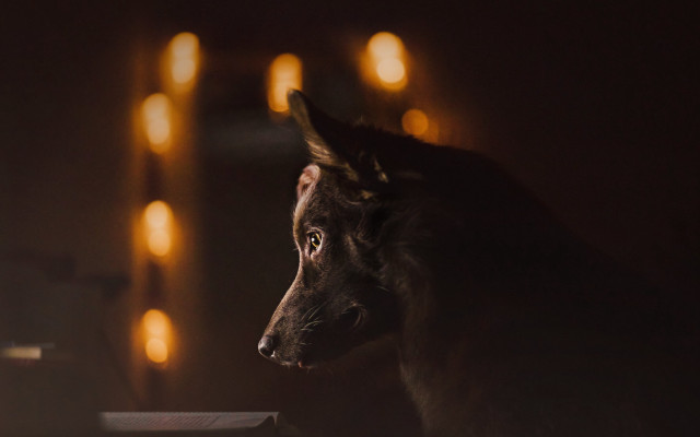 Dog window light candles dark free wallpaper for desktop - medium preview image