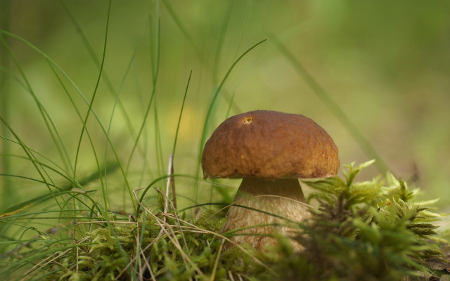 Mushroom moss forest grass plant free wallpaper for desktop - medium preview image