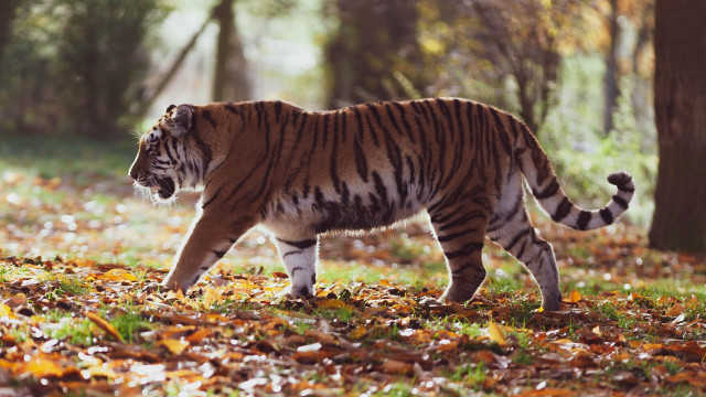 Tiger forest autumn leaves fire free wallpaper for desktop - medium preview image