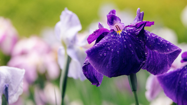 Purple flower water droplets bokeh #4 free wallpaper for desktop - medium preview image