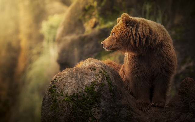 Brown bear rock moss forest free wallpaper for desktop - medium preview image