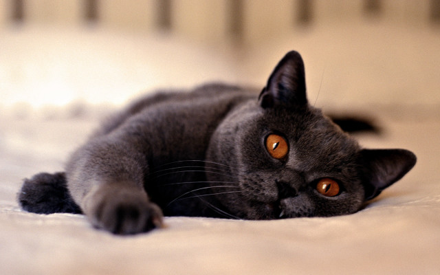 Curious black cat on beach free wallpaper for desktop - medium preview image