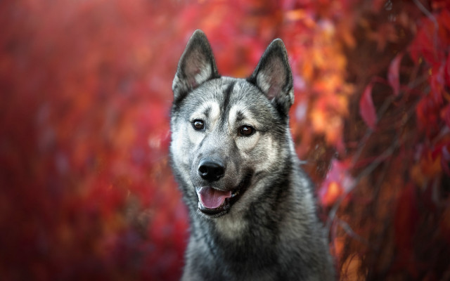 Shiba inu autumn leaves blurry #2 free wallpaper for desktop - medium preview image