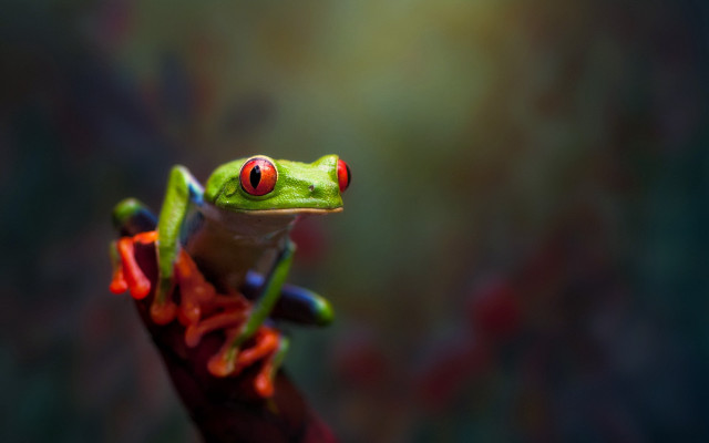 Frog red eyes branch blurry free wallpaper for desktop - medium preview image