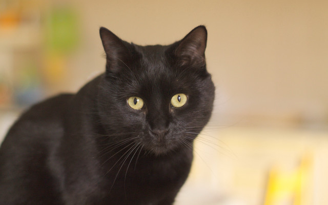 Black cat yellow eyes tilt #2 free wallpaper for desktop - medium preview image