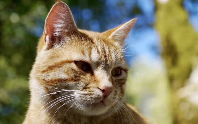 Cat portrait blurry background bokeh free wallpaper for desktop - medium preview image