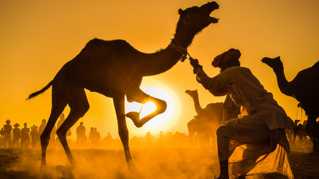 Desert sunset man kneeling camel free wallpaper for desktop - medium preview image